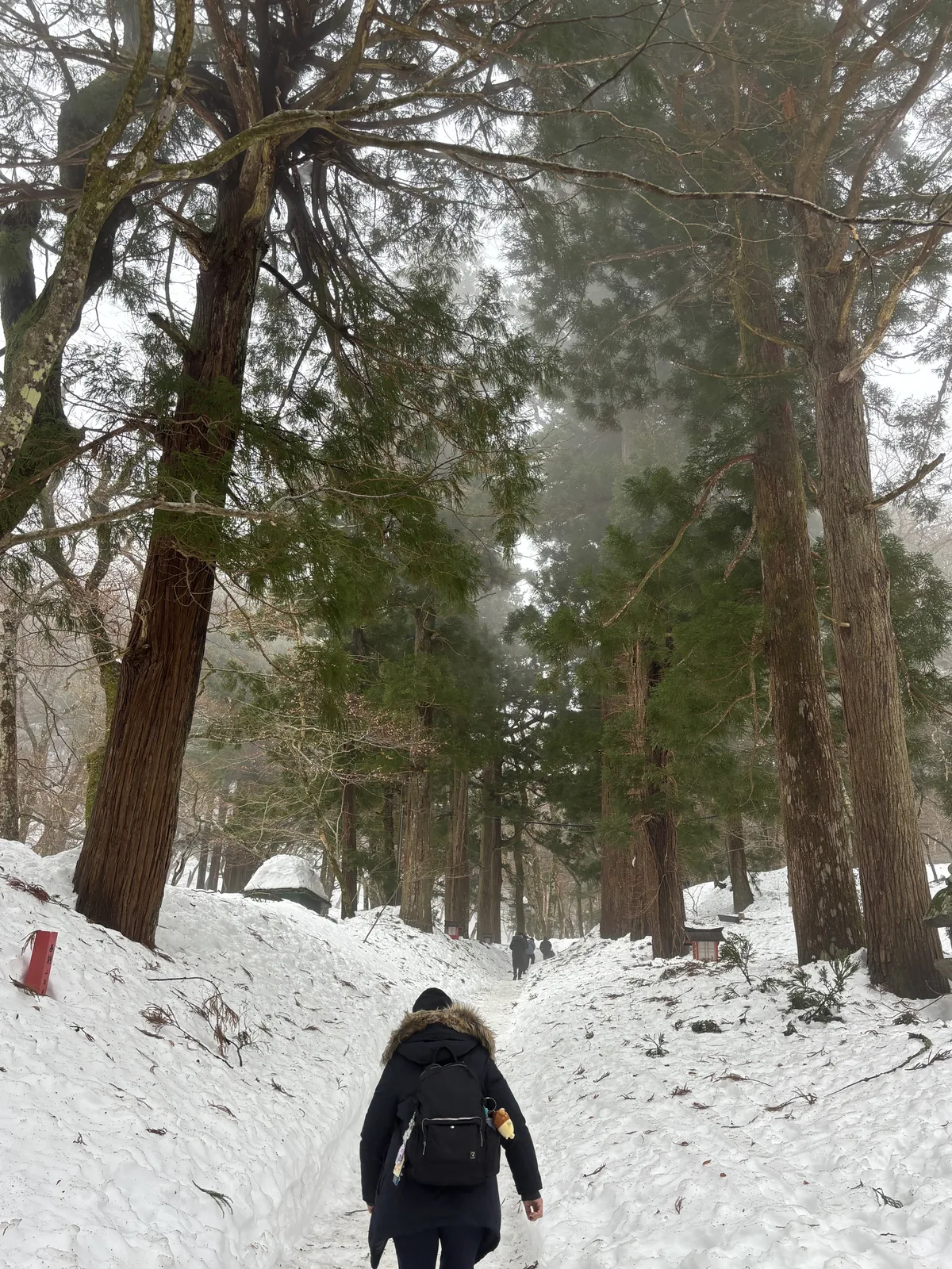 雪中的參道，兩側是高大的杉樹，中央是一條被踩出的雪道，一位行人背向鏡頭向前行走，路旁有紅色的小型標柱