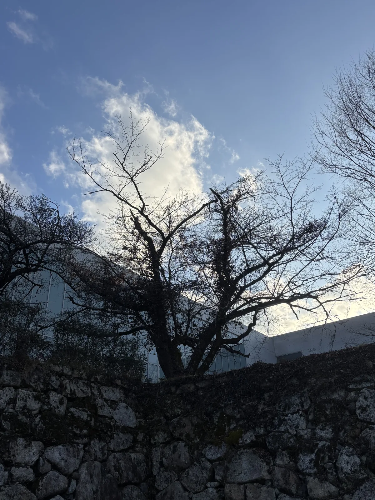 石垣與一棵落葉的大樹，石垣由大小不一的自然石砌成，樹枝在天空下展開，樹後可見美術館混凝土量體的輪廓