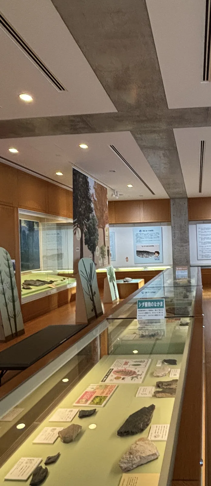 一樓的化石展示室，天花有清水混凝土的梁以十字交錯，左側是沿牆的展示櫃，中央是一列長條的玻璃展示櫃，裡面陳列著黑色的植物化石與解說卡，地面是木地板