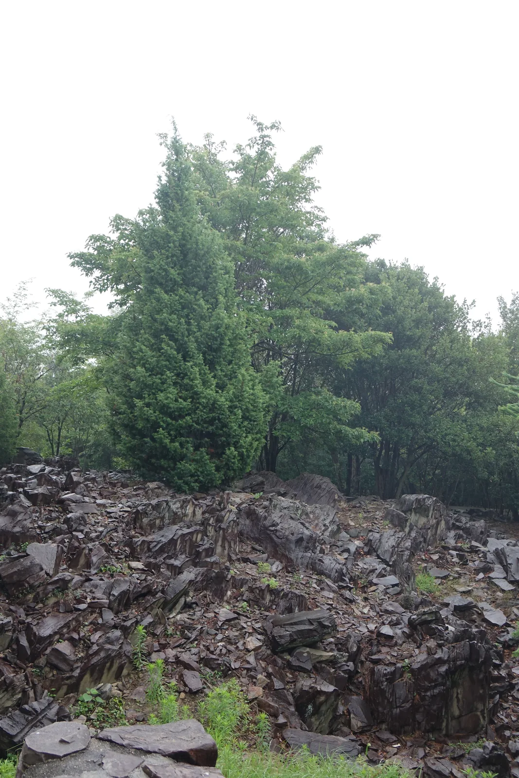 一片裸露的暗色片狀岩盤，岩塊層層堆疊、邊緣銳利，岩盤上方長著幾棵常綠的灌木，背景是陰天
