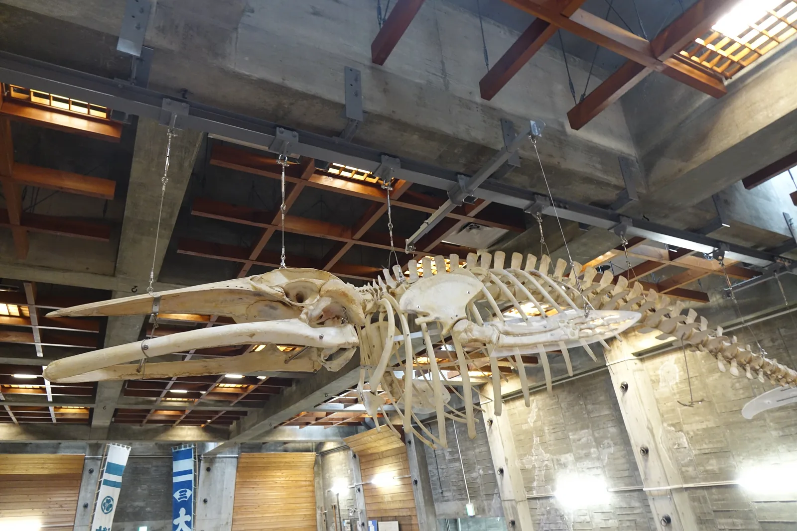 第一展示室上方懸吊的鯨魚骨骼，後方是清水混凝土的格子梁、斜向的構件與嵌在格子內的深色木格，下方是展示室的牆面與藍白色的旗幟