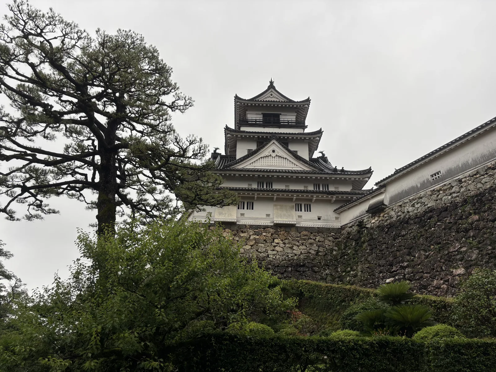 自杉之段仰看高知城天守，前景是一株枝幹橫伸的松樹與修剪成圓球狀的灌木，中景是以自然石堆疊的高石垣，石垣上是白色塗籠的牆，背景是白壁黑簷的天守，最上層附有一圈迴緣與欄杆，天空是均勻的陰天