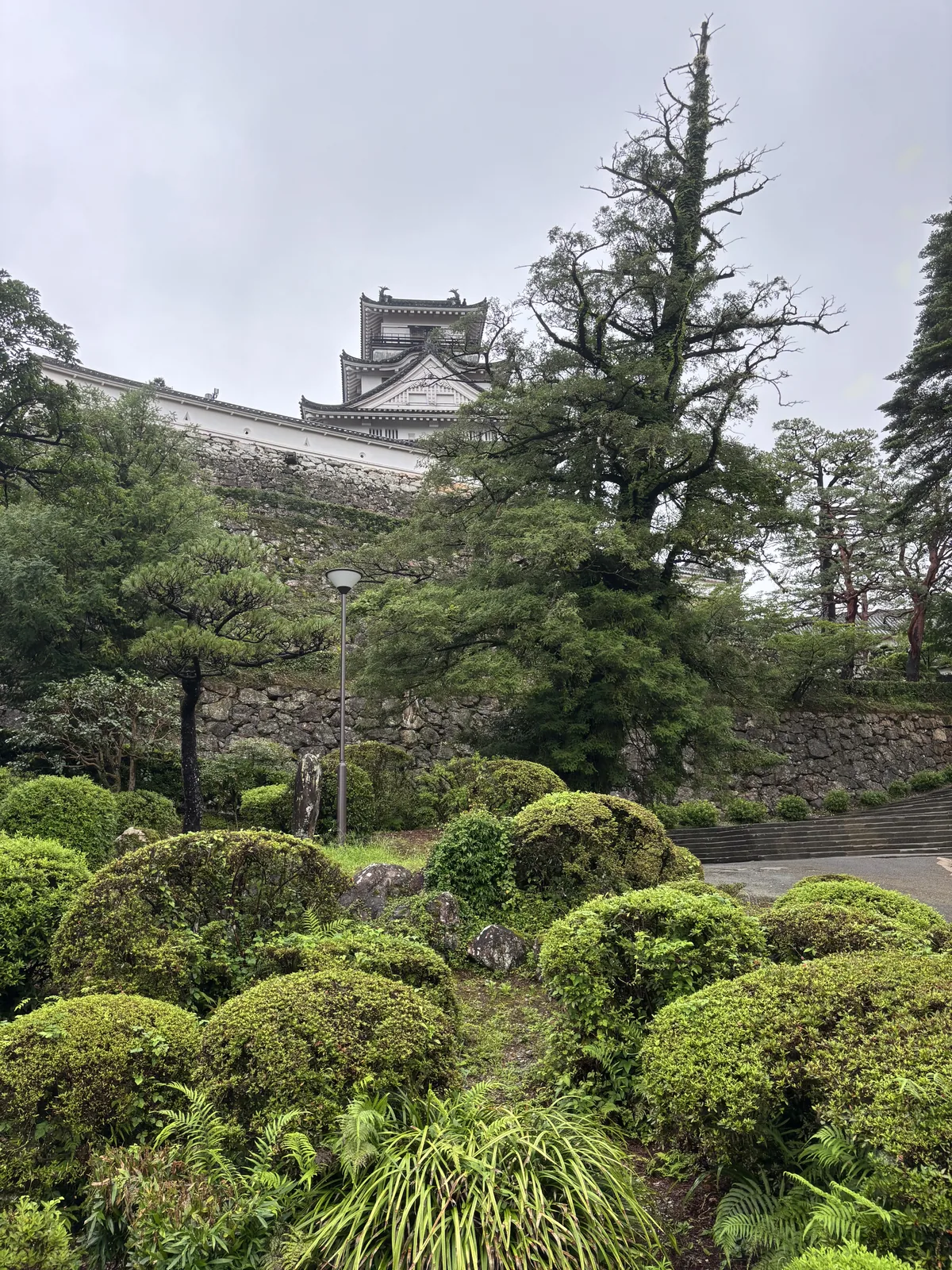 自追手門內的園地仰看天守，前景是修剪成圓球狀的大片灌木與草叢，中景是一株高大的松樹與層層的石垣，石垣上是白色的塀，右上方遠處是白色的天守，右側有通往上方的石段